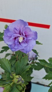 IMG-5e693381e5050abfd3aaa1095f6a1a5a-V