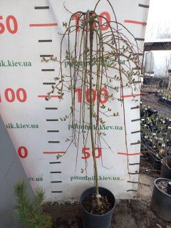 IMG-5ee7a38a9cf6bdbe2cef09868a4b3f8f-V