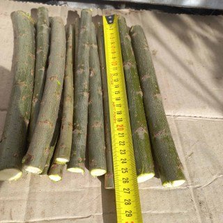 Черенки верби енергетичної. продаж