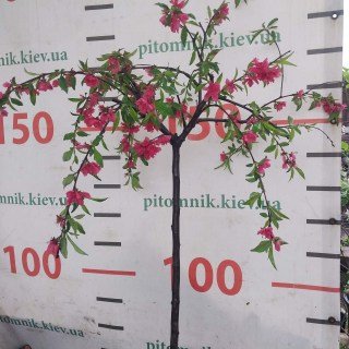 Персик декоративний плакучий Гранатовий браслет [штамб, 120см, 4-річний, контейнер]