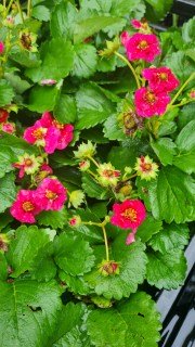 IMG-60bea6505c894caa385c3d7462931a55-V