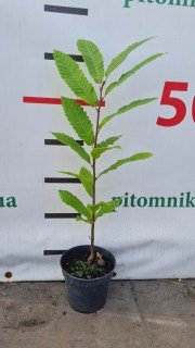 IMG-60e9b0211dfc531e2927950be68999b9-V