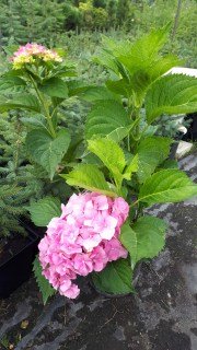 IMG-6130e6c53c2587a838977803a6b2d31a-V