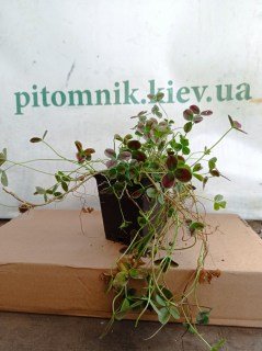 Клевер ползучий Изабелла