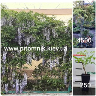 IMG-66d55313e2e001e3b77bd9bf140b7d39-V79