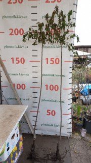 IMG-66e4a1d43eff3a7b604ecdd57a3b2a37-V