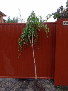 IMG-68c40b72dd5b92f8c725d67cc3593f9e-V