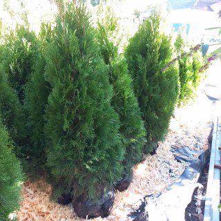 Туя Західна Смарагд (Smaragd), ком