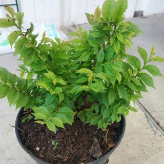 Вяз голландский карликовый