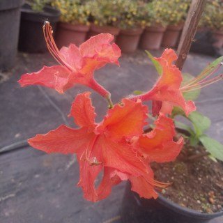 IMG-6f0ccca0f2dc57f2c9623ff082900651-V29