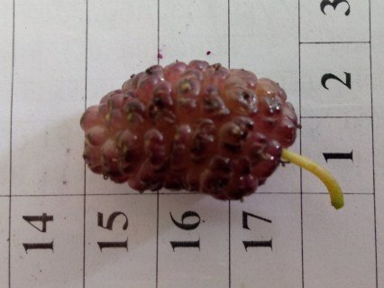 Шовковиця Стамбульська рожева - розмір ягоди