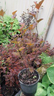 Реальне фото саджанця Здеховіце, контейнер 2л