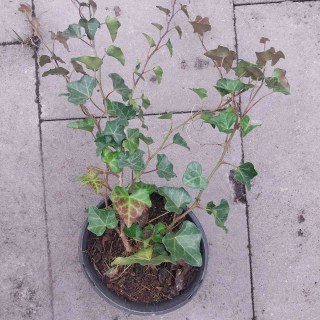 Реальні фото плюща контейнер С1, 60-80см