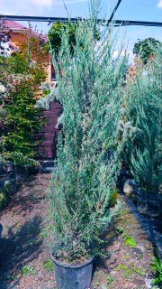 IMG-71ed3ba9a31eb6afc63ca72fdd1d1d05-V