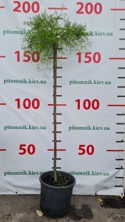 Реальне фото саджанця 1,3м, штамб
