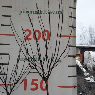 IMG-740d2876b1528797e1a730aac36b388d-V