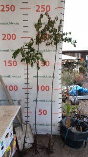 IMG-740e7a0b015709612b539fac6e4464dd-V