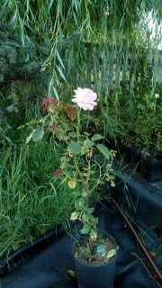 IMG-7a5f701d9624e58f492df5db1be1b006-V