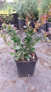 IMG-7b9f30f3874a0e87a4a5fed0f0a2ab63-V