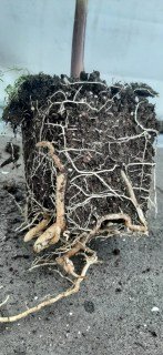 Коренева система пальми Вашингтонія, яка у продажі