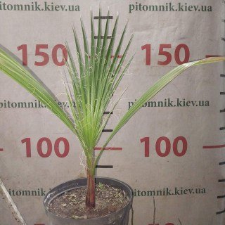 Реальні фото 4-річної пальми в контейнері