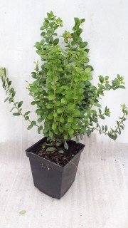 IMG-7e4f76bb1b93fd251f109f605379e634-V40