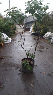 IMG-81af6a7c5a2c6aa773f475c034e443dc-V