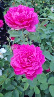 Троянда англійська Софі Роуз (Sophy's Rose) [контейнер 2л.]