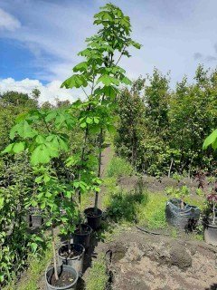 IMG-840e0910f9dcff70a4e471960e3df389-V