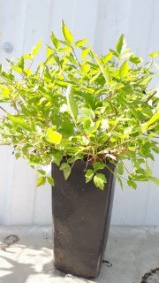 IMG-8745ec6d536a139949289c30b750747b-V63