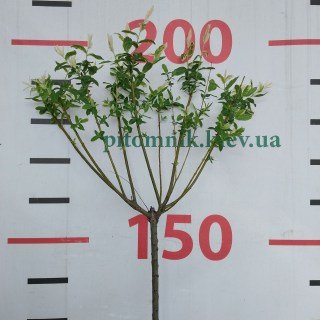 IMG-8848483c91713a6ebe50555cf3a872a5-V