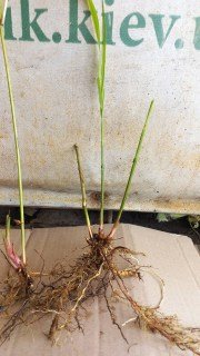 Реальне фото саджанця Сільберфедер з відкритим корінням