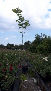 IMG-88de1bf870387161428335ff5aedb3e6-V