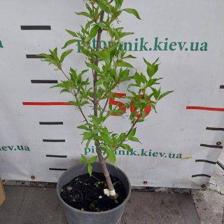 IMG-892eeaca943c1aacac6c69a705cbd8f9-V