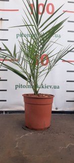 Реальне фото пальми 80-100см. контейнер 3л