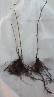 IMG-8b64cf4f3437c1cb2daef605d5e60d7c-V48