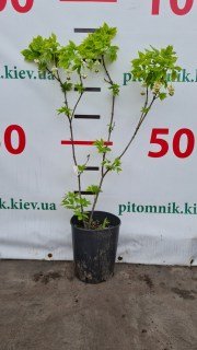 Реальні фото галезії у нашому Розсаднику