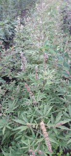 IMG-8b7e7f5c36af4694bab8fe79aa520d01-V