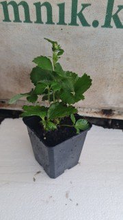 Реальні фото розсади Summer Breeze 1 рік, контейнер