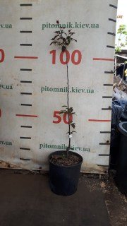 Реальне фото саджанця Роялті у контейнері, 100см