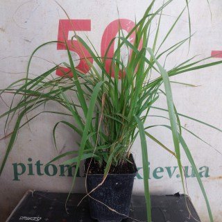 Реальні фото саджанців контейнер 500мг