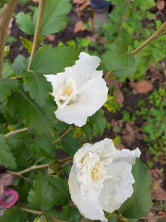 IMG-8e7af206e2519817878ea18c9b217005-V