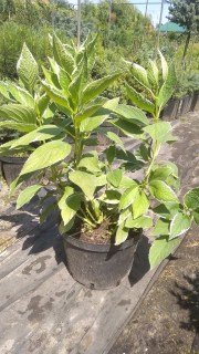 IMG-8fa5ed0e5e3ed8d520091ee6ade6d326-V