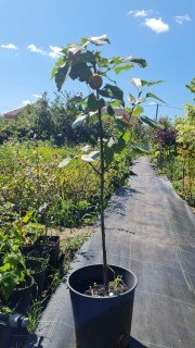 IMG-911d7f99ba6b0df7ad34334cebd1b5c6-V