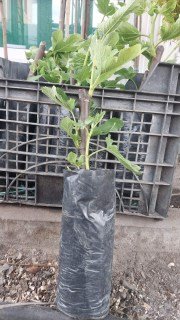 Реальні фото саджанець в упаковці, 3х-річка