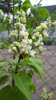 IMG-93ab9e62bd99ad517a9273c0c0b264d8-V