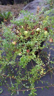 Клюква крупноплодная ’Пилигрим’