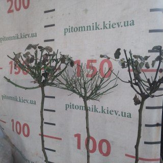 IMG-941635611a9326e04e4cc86bf7b8bce2-V25