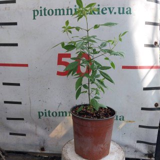 Реальні фото саджанців вітекса 40-50см, контейнер