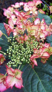 IMG-9aa3dd1e384676d40ad7a63495e31c33-V